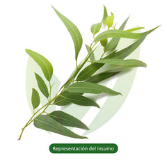 Aceite esencial de eucalipto | 15 ml