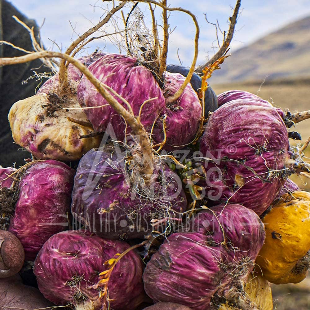 Maca roja orgánica 500 mg  100 cápsulas veg. c/u)